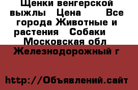 Щенки венгерской выжлы › Цена ­ 1 - Все города Животные и растения » Собаки   . Московская обл.,Железнодорожный г.